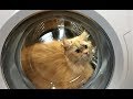 Experiment Cat In а Washing Machine