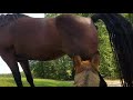 Horse Fart