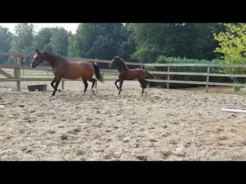 Stutfohlen von Secret x Foundation / Plaisir d Amour/ Rubinstein