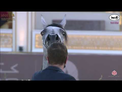 N 89 MONTANA J   Katara International Arabian Horse Festival   Fillies 3 Years Old Class 3A