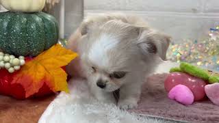 チワワ(ロング)の動画01