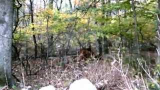preview picture of video 'Avvistamento cerbiatti nei boschi di Oak Ridge (New Jersey, USA)'