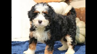 Video preview image #1 Bernedoodle (Miniature) Puppy For Sale in NARVON, PA, USA