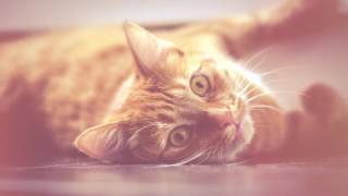 THE ENEMY - Like a Dancer + Subt. Espanñol