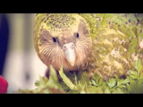 Попугай Какапо  (Created with @Magisto)