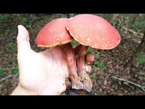 ニセアミガサタケ有毒キノコ致命的で食べられないフランスは避けるべき