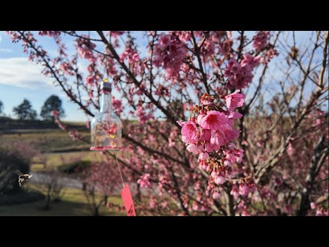 Uma visitante entre as cerejeiras | Mátria | 4K Nature Microfilm #002