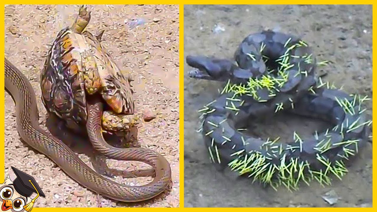 10 Serpientes Que Se Metieron con el Oponente Equivocado