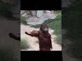 Orangutan Demands For Food.
