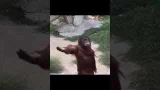 Orangutan Demands For Food.