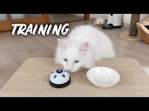 Training my cats to ring a bell | Norwegian forest cat