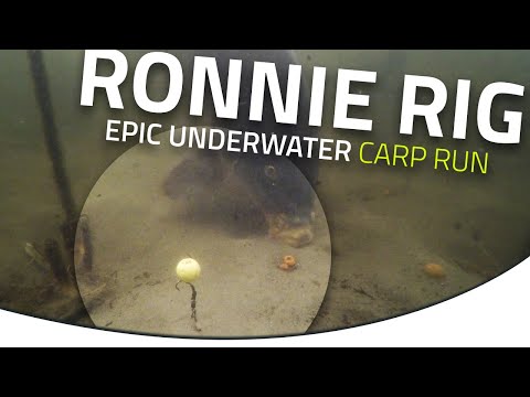 RONNIE RIG -🤩 Epic UNDERWATER CARP RUN - Carp rig video