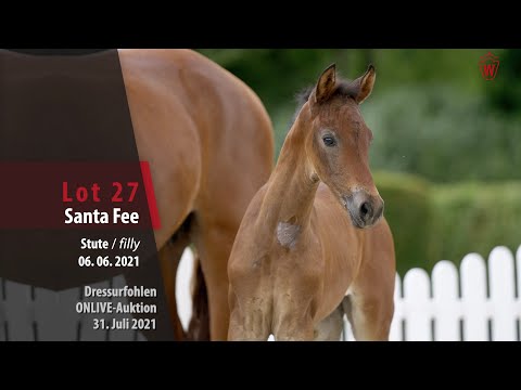 Onlive-Auktion Dressurfohlen Lot 27 Santa Fee Stute v. So Perfect - Vivaldi