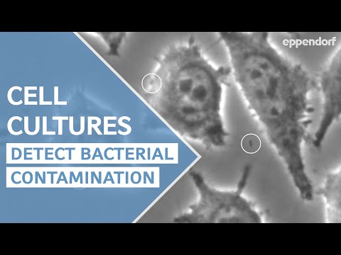1st YouTube video about how quickly can bacterial contamination occur 360 training