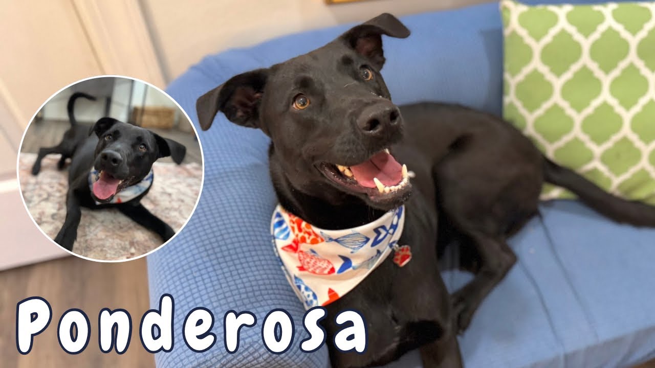Ponderosa Perfect Prince, a Adoptable mixed breed in Indianapolis, IN video 6/6