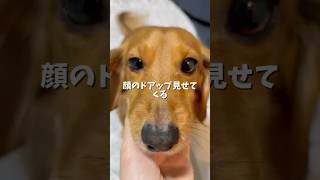 飼い主の幸せな瞬間3選び　… #カニンヘンダックス #ダックス #犬のいる暮らし #vlog