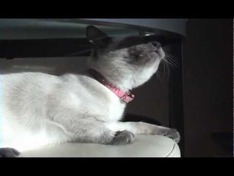Kimbra the Sneezing Cat - sneezes about 50 times in a row