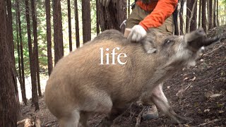 イノシシ を 英語 で Watch Hd Mp4 Videos Download Free