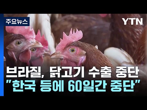 브라질 "한국 등에 60일간 닭고기 수출 중단"...고병원성 조류인플루엔자 여파 / YTN