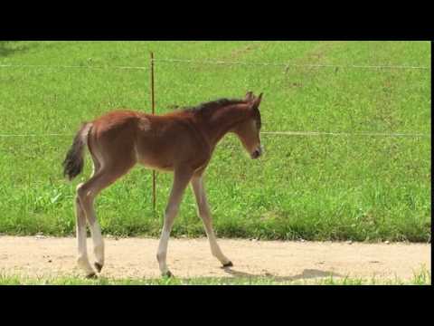 Melina von Bundeschampion Movie Star/Neckar