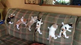 ELES IMPRESSIONARAM SEUS DONOS - 🐕 CÃES E GATOS 2021 #07