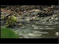 Be The Creature The Pantanal Season 2 Episódio Incompleto