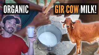 Trying fresh MILK in INDIA for the first time: Foreign in India Vlog