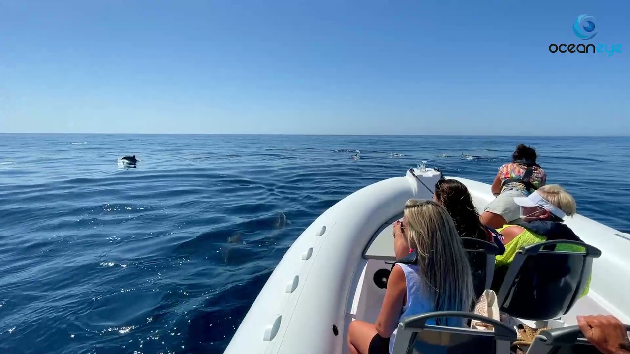 Dolphins Oceaneye Algarve
