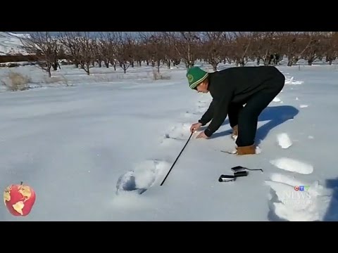 Massive footprints spark new sasquatch search in Pacific NW