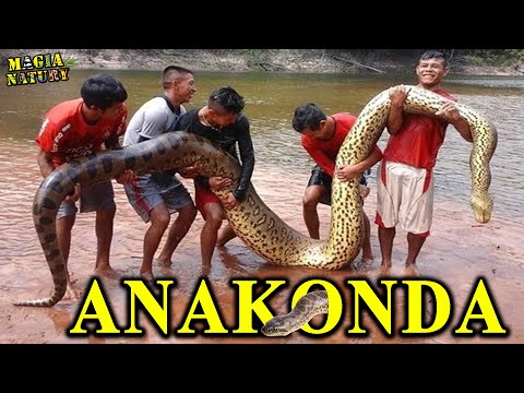 Unique Recordings of Giants - ANACONDA - The Most Powerful Snake in the World
