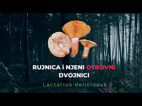 Rujnica i njeni otrovni dvojnici | Lactarius deliciosus