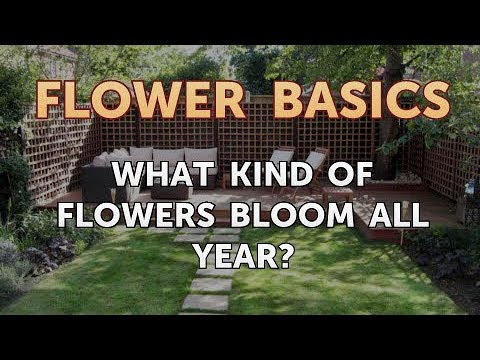How to Get More Canna Lily Blooms