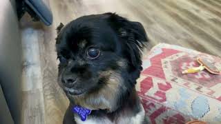 Video preview image #1 Pekalier Puppy For Sale in Cookeville, TN, USA