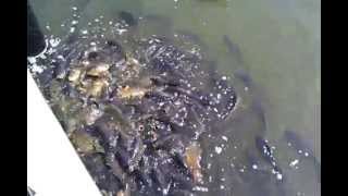 preview picture of video 'Fish (Carp) Feeding Frenzy at Enchanted Village / Wild Waves in Federal Way WA'