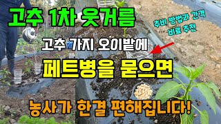 고추 가지 오이밭에 페트병을 묻으면 농사가 한결 편해집니다 고추 웃거름방법 간격 추천비료 #고추웃거름방법 #…