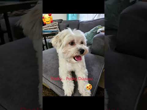 Amor a Pooky Little Dog. Amor a los perros.