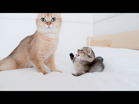 Kitten Kiki gets angry when mother cat is even a little away...