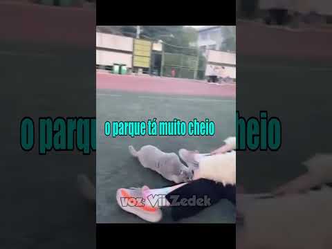 Bichinhos que nos entendem - gatos com fobia social