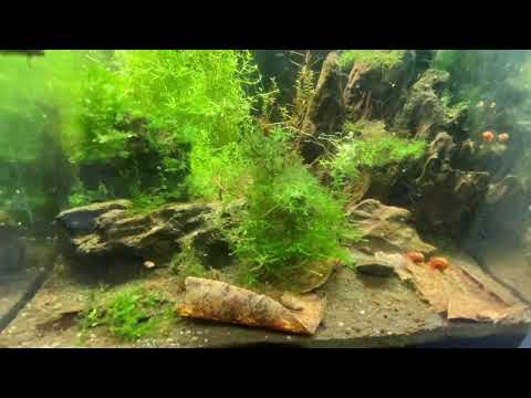 Dario tigris Black Tiger Babys Teil 1 #nachwuchs #dario #barsch #tigris