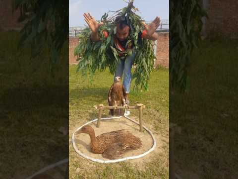 New technique for catching hawks #USAContent #viralvideoシfyp