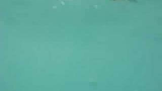 Captain Budgie Smuggler Surf time