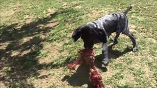 Video preview image #1  Breeder Profile in LAS VEGAS, NV, USA