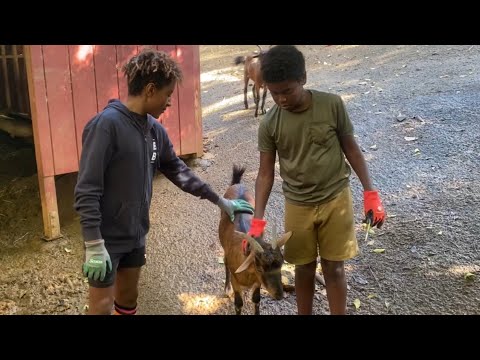 Kai and Micah visit the Boo Boo Zoo - East Maui Animal Refuge