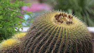 preview picture of video 'The Cadereyta Botanical Garden Photo/Travel Blog'
