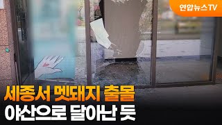 세종서 멧돼지 출몰…야산으로 달아난 듯 / 연합뉴스TV (YonhapnewsTV)