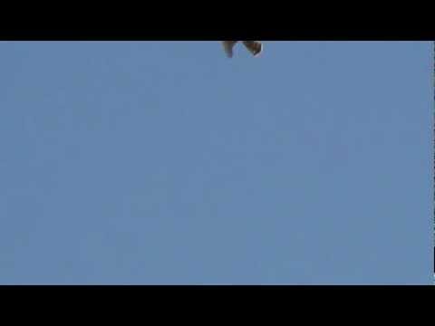 Haukka - Varpushaukka