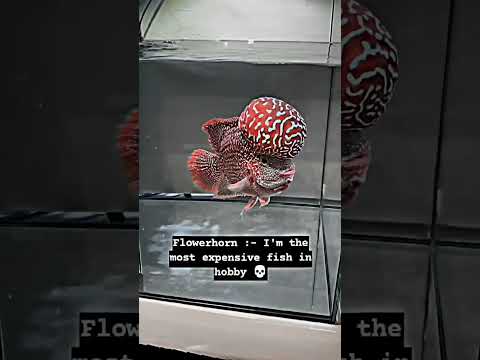 flower horn vs arowana fish 💓🤩 #shorts #viral #oscarfish #cichlids #aquarium #fish #arowana #fight