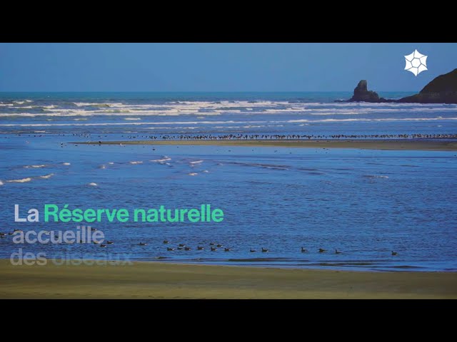 La baie, zone de quiétude pour l'avifaune