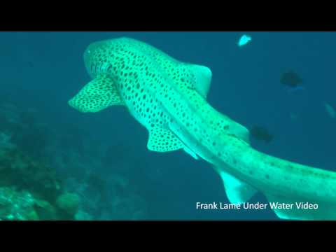 Zebra shark