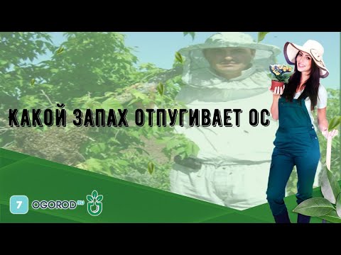 Какой запах отпугивает ос